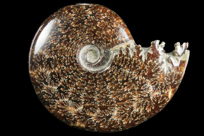 Polished, Agatized Ammonite (Cleoniceras) - Madagascar #97374